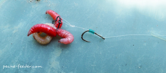 Maggot clip et asticots rouge sur un hameçon monté au cheveu 