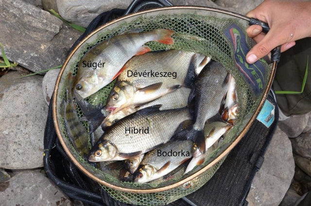 les-poissons-du-lac-de-inniscarra