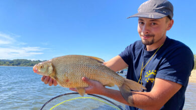 hybride-gardon-breme