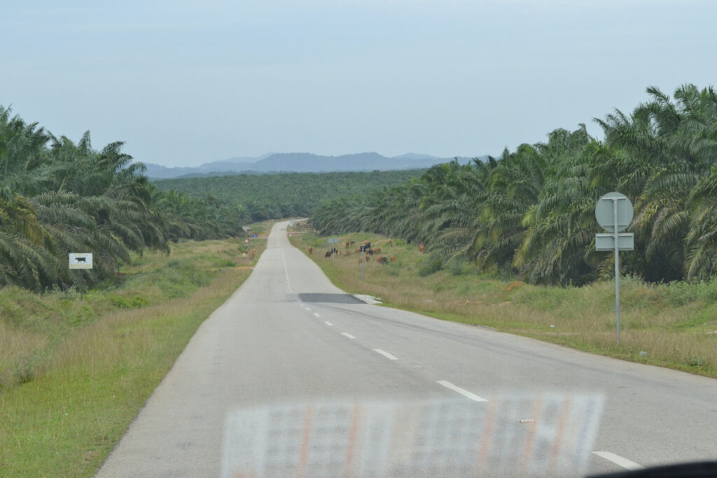 La palmerais de Malaisie à perte de vue.