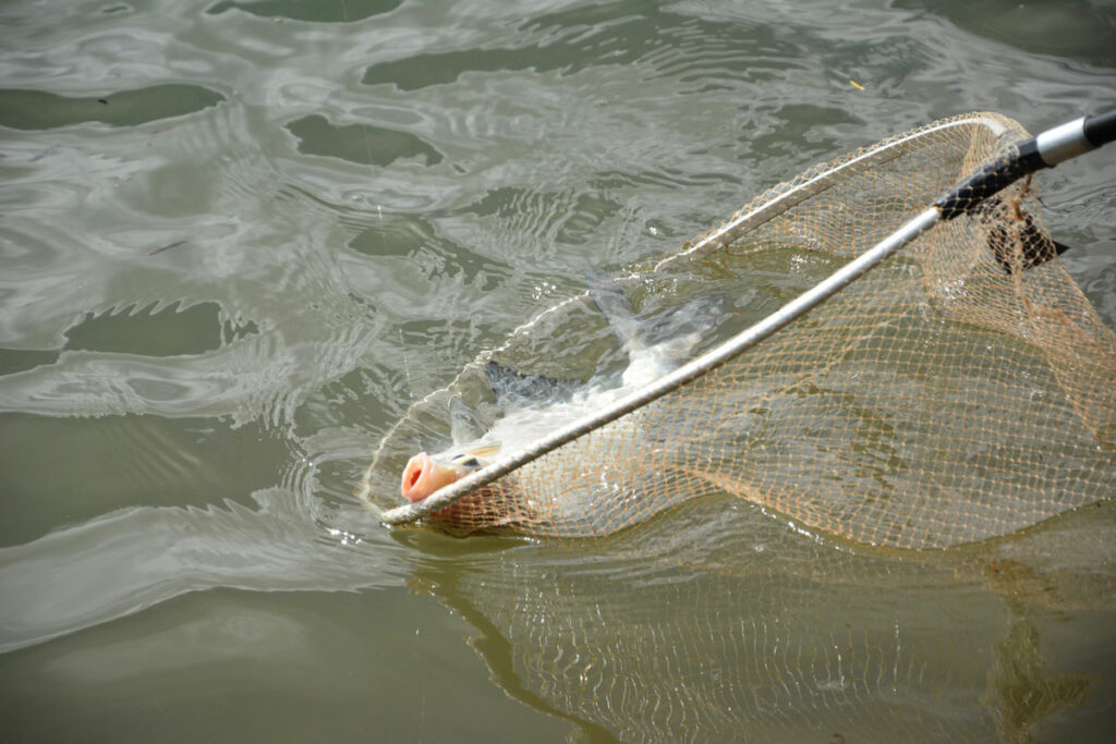 Pour les compétiteurs et les petits poissons c'est la maille nylon qui est la plus adaptée.