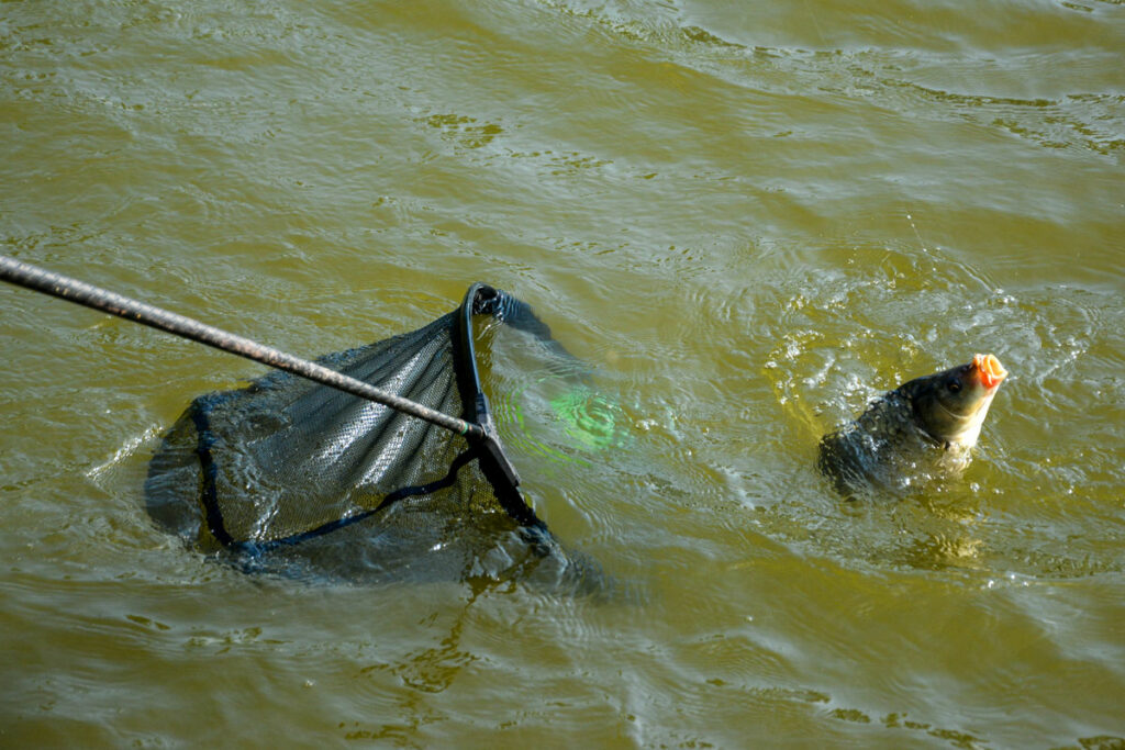 Le moment le plus important de la pêche !