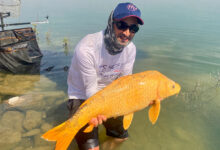 carpe ghost orange jaune