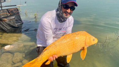 carpe ghost orange jaune