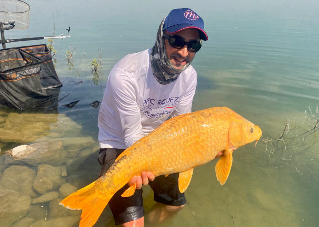 carpe ghost orange jaune