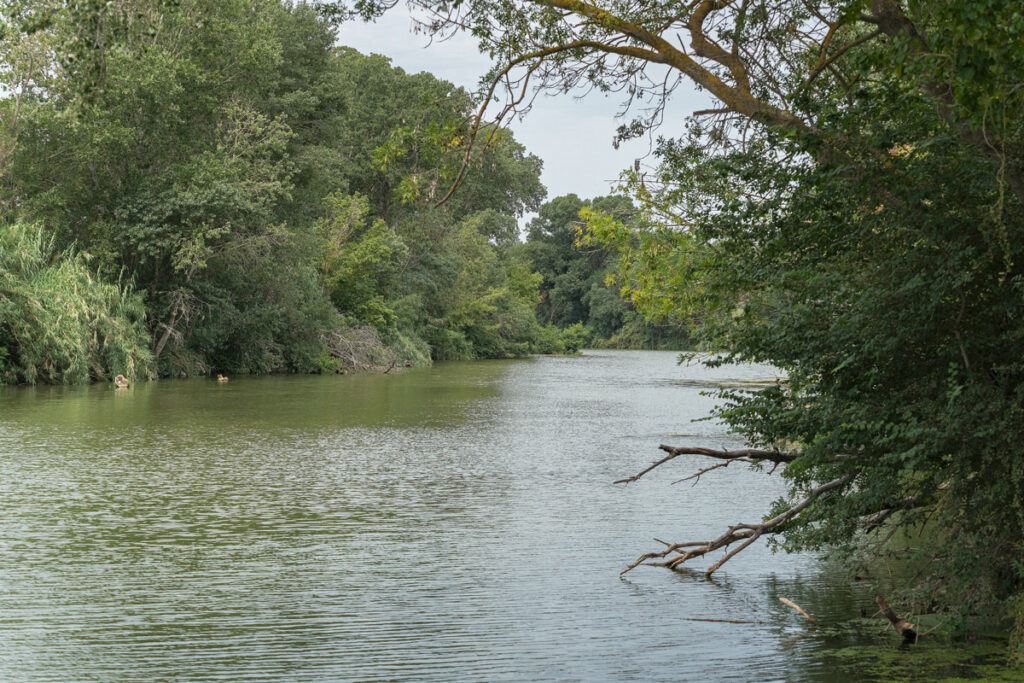 Les rivières sauvages sont de véritables cordons de vie où la biodiversité foisonne