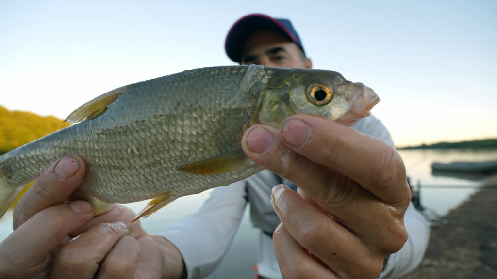 On prend toutes les tailles de poissons : Ici ce petit hybride Gardon X Brème.