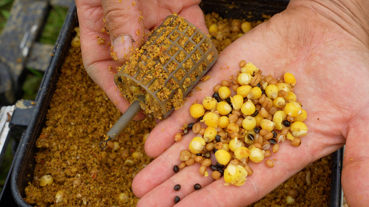 peche-a-la-carpe-misez-sur-les-graines-8