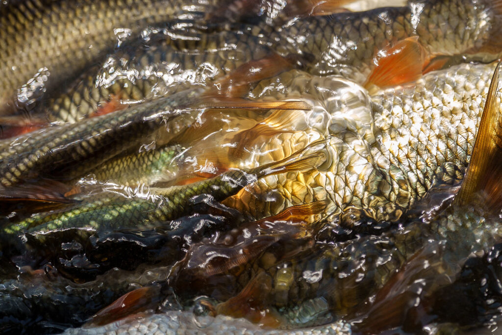 peche-gardon-au-feeder-1