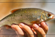 peche-gardon-au-feeder-12