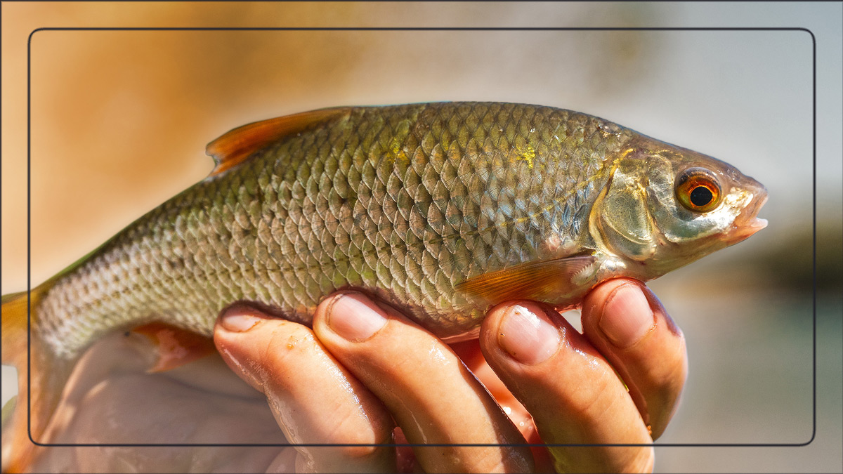 peche-gardon-au-feeder-12