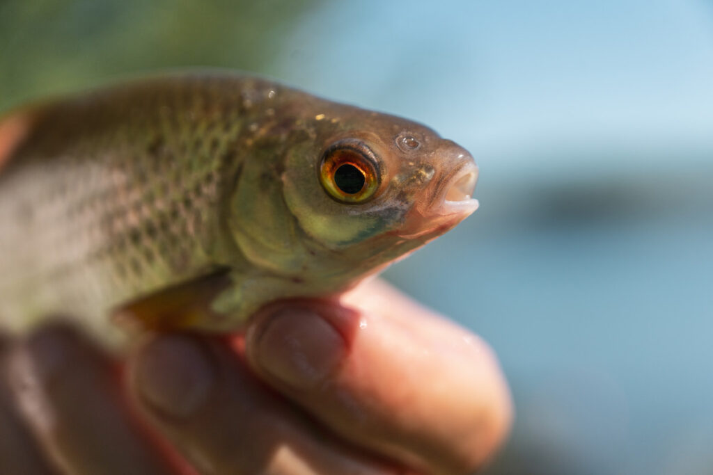peche-gardon-au-feeder-3