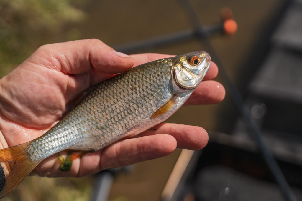 peche-gardon-au-feeder-7