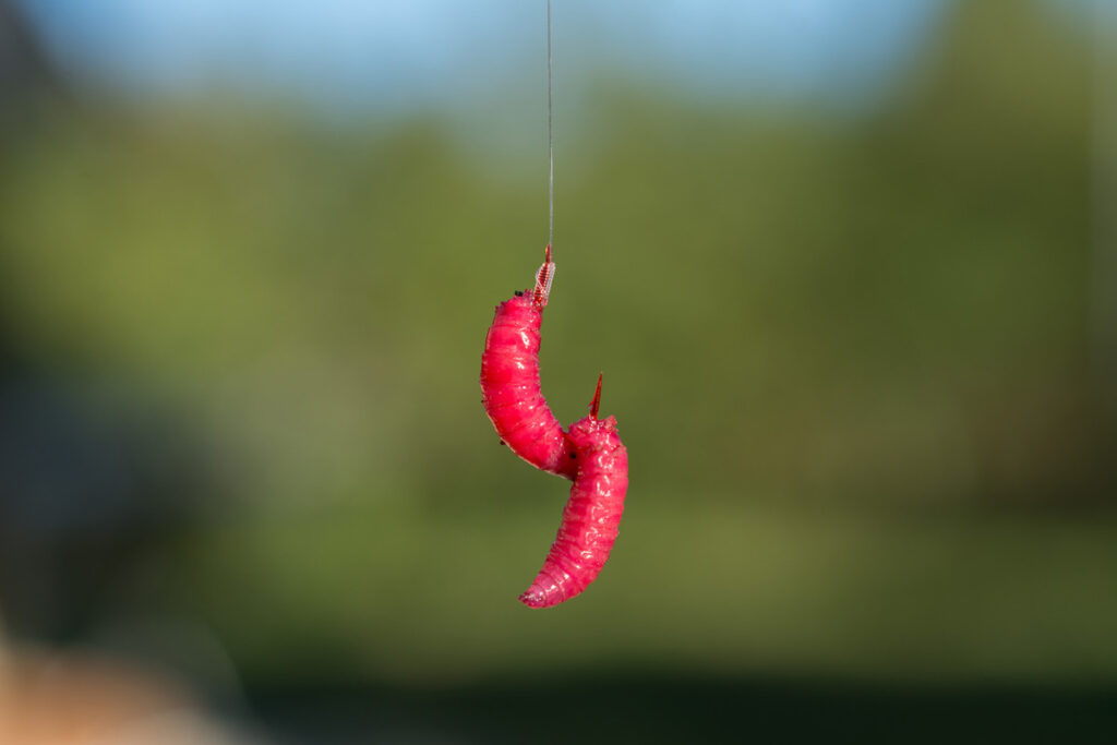 peche-gardon-au-feeder-8
