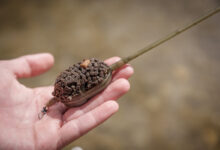 peche-method-feeder-montage-distance-4