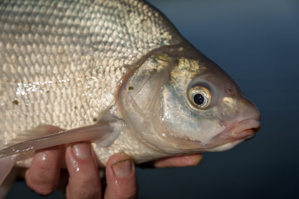 peche-a-la-carpe-method-feeder-grand-lac-ou-carpodrome-5