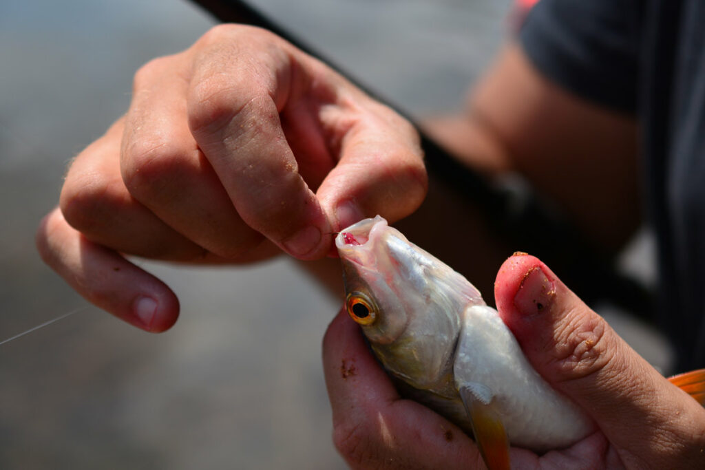 Une tige longue permet de gagner du temps en libérant le poisson sans dégorgeoir