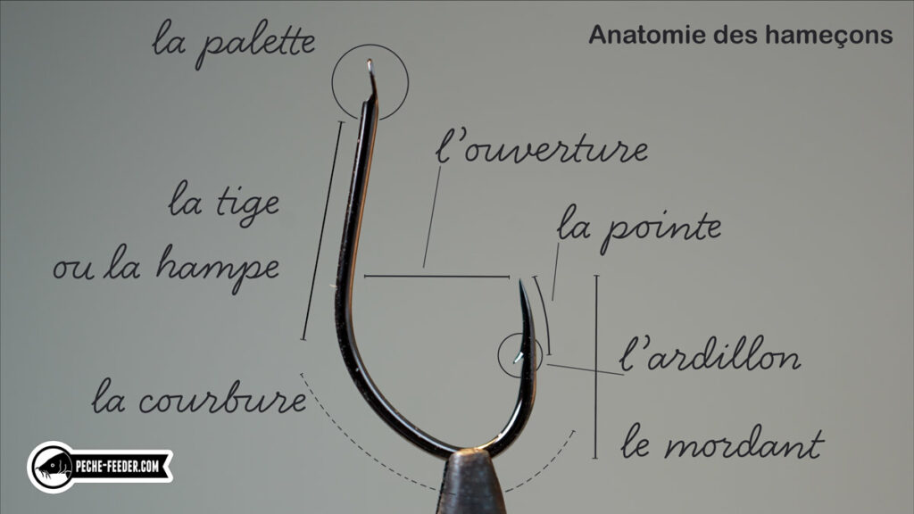 schema-hameçon-anatomie-vocabulaire