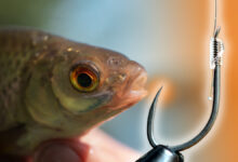 secret-hamecons-peche_web