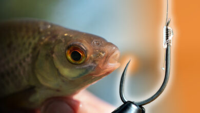 secret-hamecons-peche_web