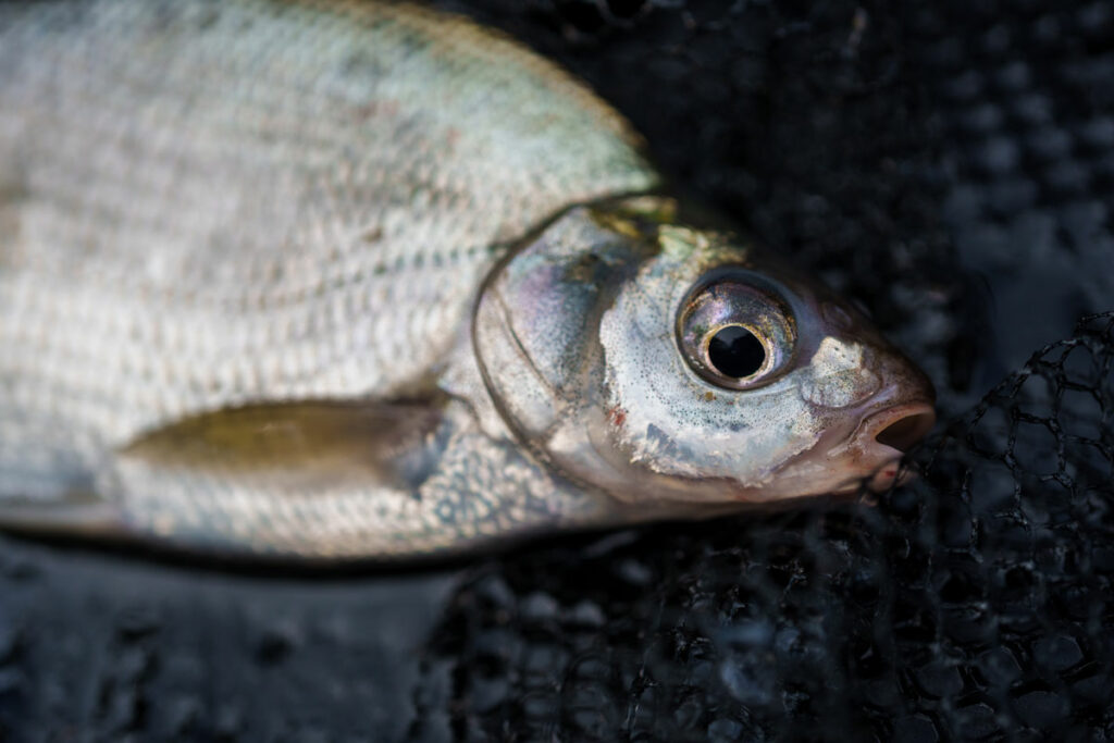 On évite les tout petits poissons et on sélectionne les plaquettes