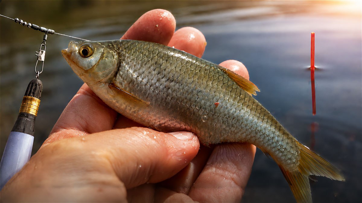 peche-anglaise-peche-ete-4