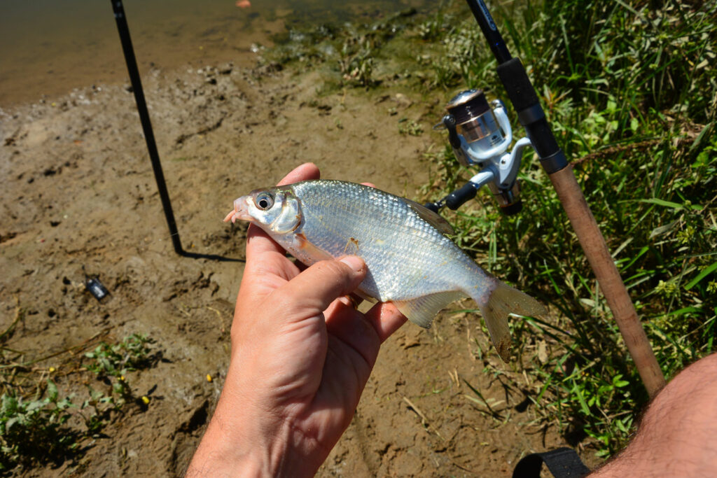 peche-fleuve-adour-feeder-27-août-2014-VH0_7195